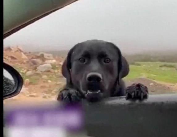 高开网 狗狗被弃荒野无人区，趴车窗苦苦哀求，结局却暖心逆转