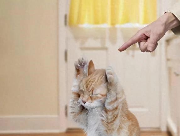 九融配资端 猫咪淘气你动手打？后果太严重，你敢试吗？