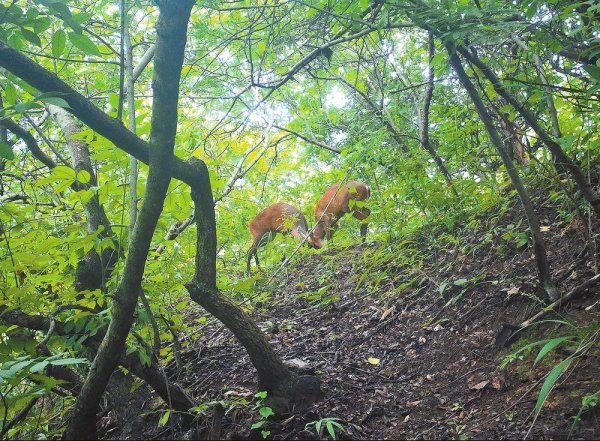 配先查 青华保护区内监测到赤麂密林角斗