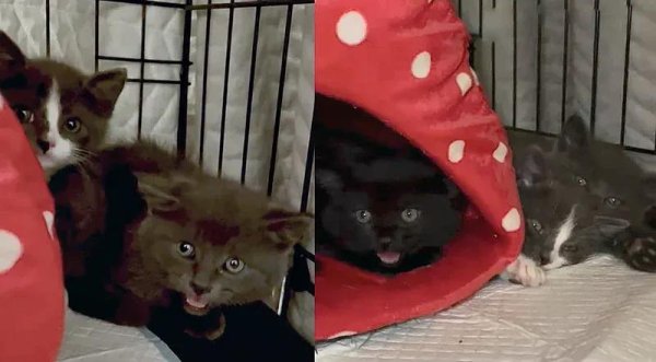 公赢网配资 从胆小“辣猫”到治愈天使，三只小猫逆袭暖人心