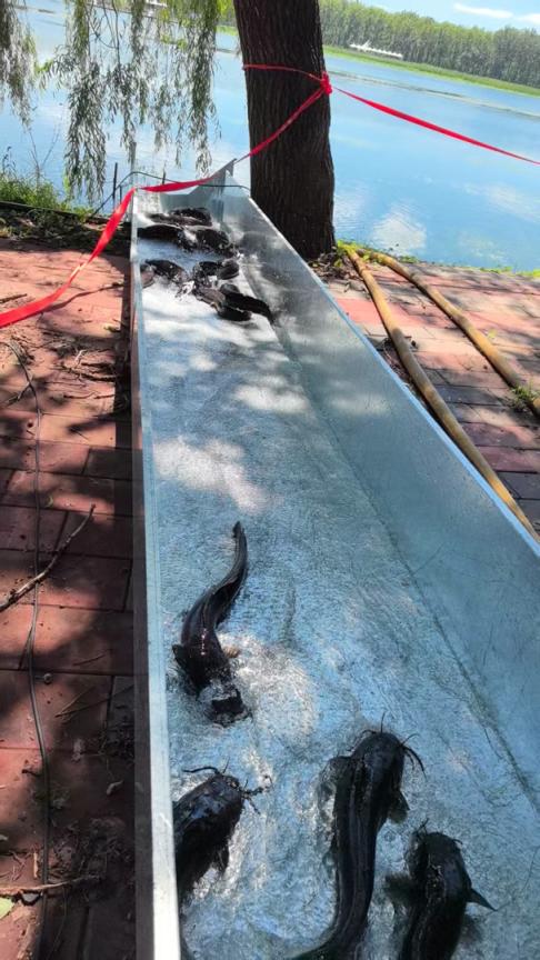 涌融优配 锐评｜如此放生，何来善果？